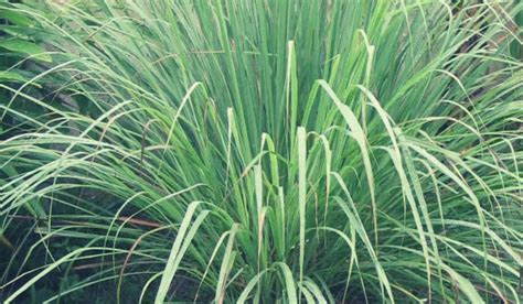 how to use citronella plant in tagalog|Ang Citronella, isang halaman na may mga katangian ng gamot.